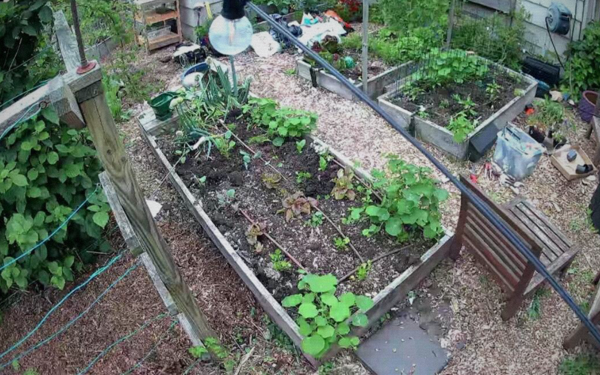 Back garden view